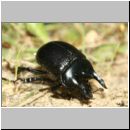 Typhoeus typhoeus - Stierkaefer m04a.jpg